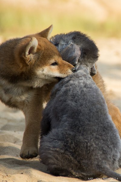 2014-07-17 Cherry & Friends-8204.jpg